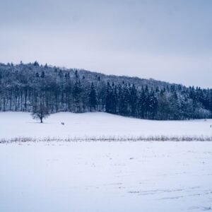 Ethan Frome Book Summary: A Tragic Tale by Edith Wharton